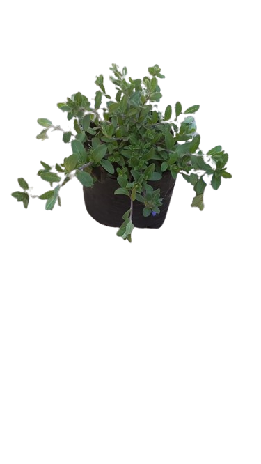 Evolvulus Glometarus Blue 3L