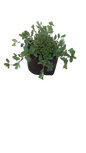 Evolvulus Glometarus Blue 3L