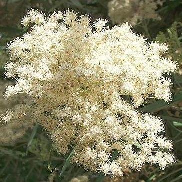 Buddleja Salligna 'False Olive' 100L