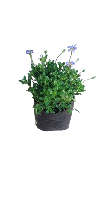 Felicia Amelloides Filicity Blue 4L