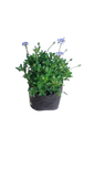 Felicia Amelloides Filicity Blue 4L