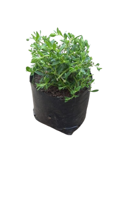 Felicia Amelliodes 3L