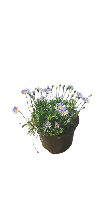 Felicia Almeloides Blue 17cm
