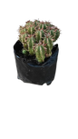 Euphorbia Ferox 2L