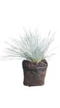 Festuca Blue 2L