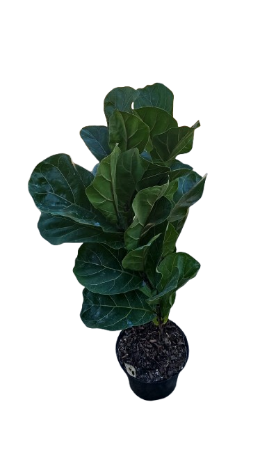 Ficus Lyrata Bambino 19cm Pot