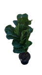 Ficus Lyrata Bambino 19cm Pot