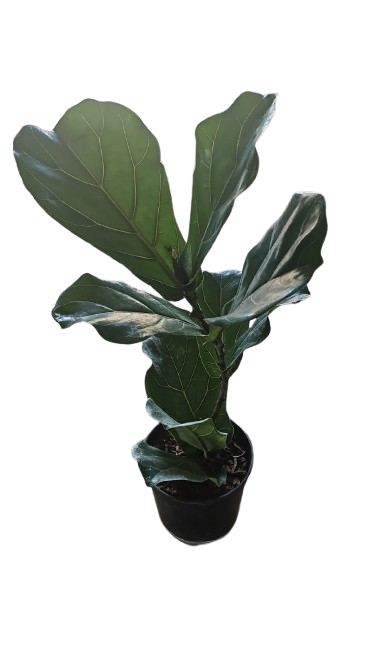 Ficus Lyrata 19cm