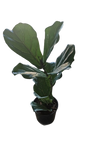 Ficus Lyrata 19cm