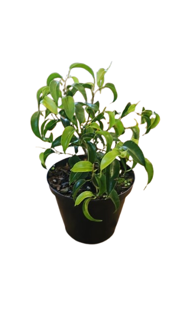 Ficus Wiandi Bonsai 12cm