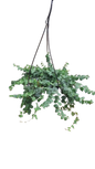 Ficus Pumila Green 20cm Hanging Basket