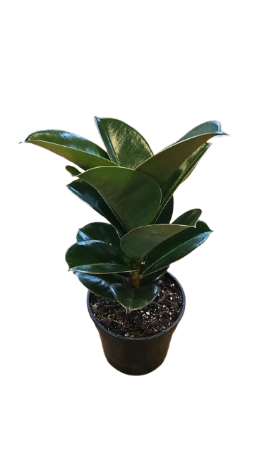 Ficus Elastica 14cm  Various