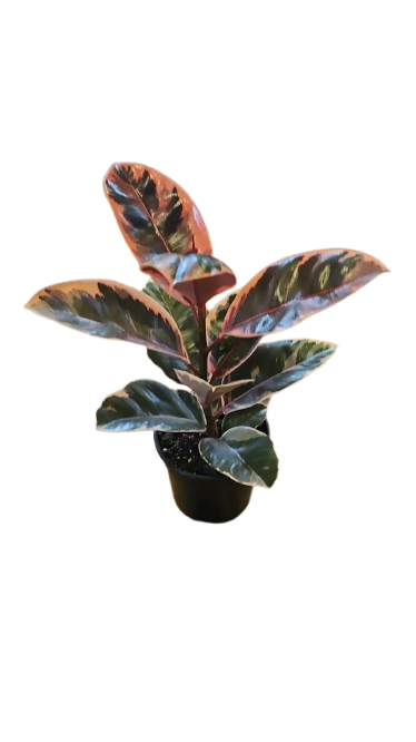 Ficus Elastica 14cm  Various