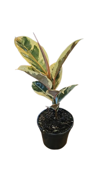 Ficus Elastica 14cm  Various