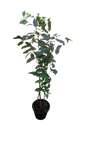 Ficus Benjamina 15cm