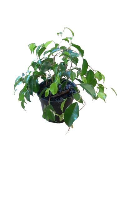 Ficus Benjamina Bush 14cm