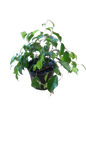 Ficus Benjamina Bush 14cm