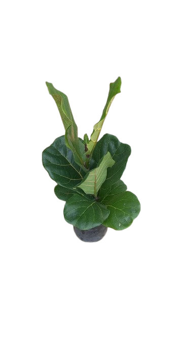 Ficus Lyrata 19cm