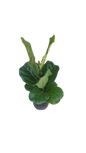 Ficus Lyrata 19cm