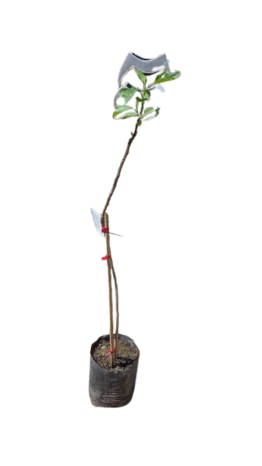 Fig 'Alma' - 10L