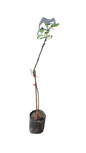 Fig 'Alma' - 10L
