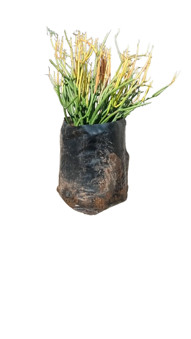 Euphorbia Tirucalli (Fire Stick) 10L