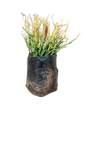 Euphorbia Tirucalli (Fire Stick) 10L