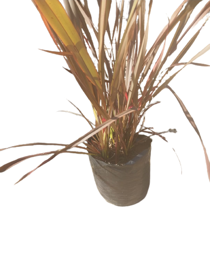Phormium tenax (Rubra Flax) - 10L