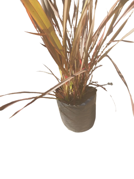 Phormium tenax (Rubra Flax) - 10L