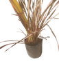 Phormium tenax (Rubra Flax) - 10L