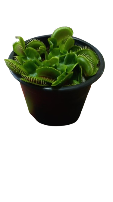 Venus Fly Trap 9cm