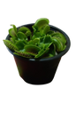 Venus Fly Trap 9cm