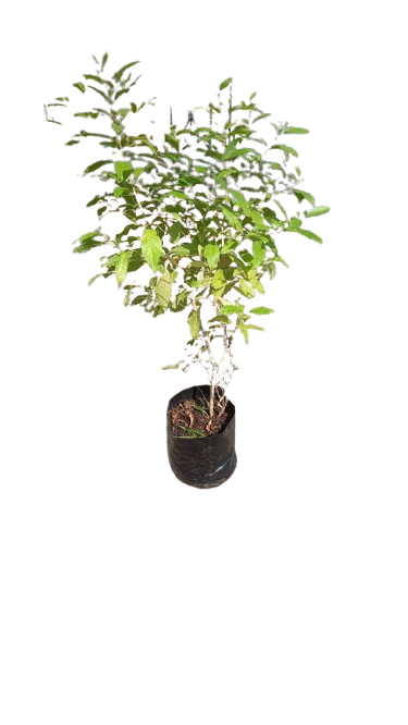 Nuxia Floribunda (Forest Elder) 10L