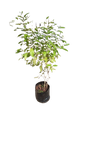 Nuxia Floribunda (Forest Elder) 10L