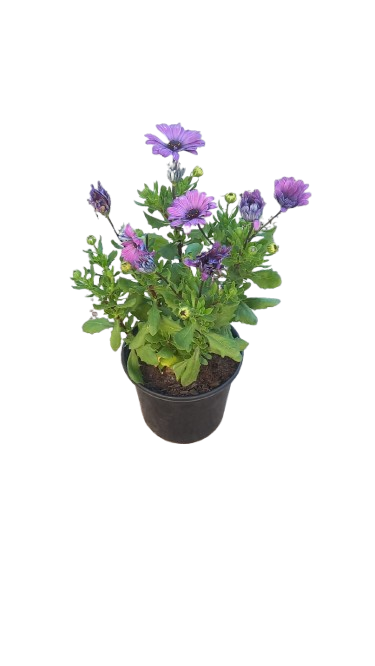 Osteospermum Assorted 17cm