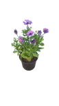 Osteospermum Assorted 17cm