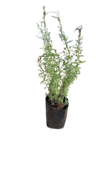 French Lavender 10L