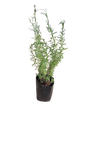French Lavender 10L