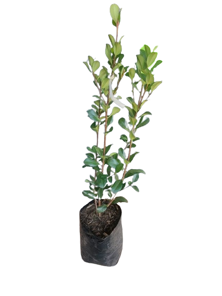Raphiolepsis Kruschenia- Light Pink 10L