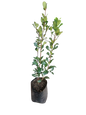 Raphiolepsis Kruschenia- Light Pink 10L