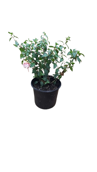 Fuchsia Paula Dark Purple 17cm