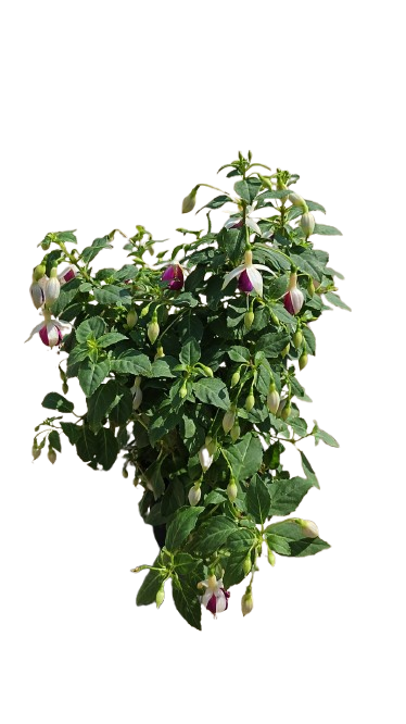 Fuchsia 'Bella' 14cm