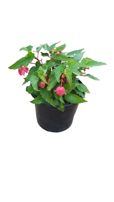 Begonia Various 17cm