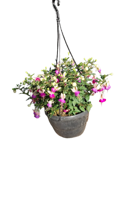 Fuchsia 'Bella'20cm HB