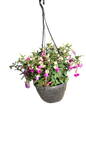 Fuchsia 'Bella'20cm HB