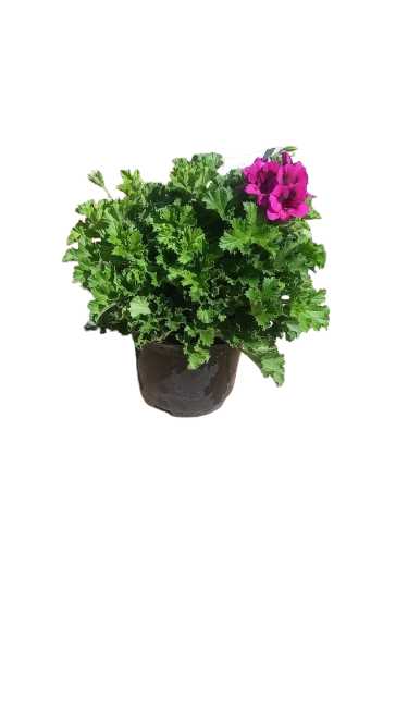 Pelargonium Regal "Novita" - 17CM