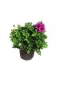 Pelargonium Regal "Novita" - 17CM