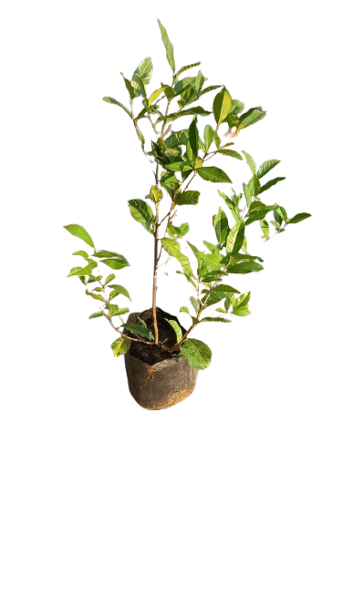 Gardenia Belmont 10L
