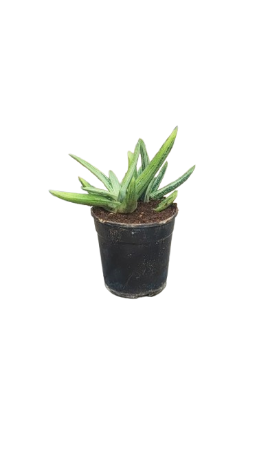 Gasteria 12cm