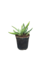 Gasteria 12cm